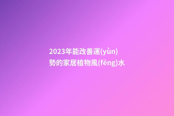 2023年能改善運(yùn)勢的家居植物風(fēng)水
