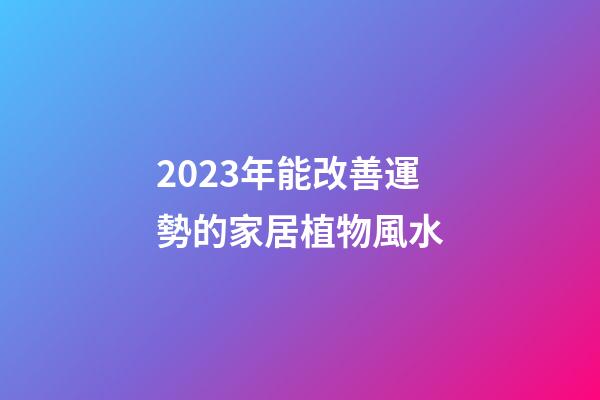 2023年能改善運勢的家居植物風水