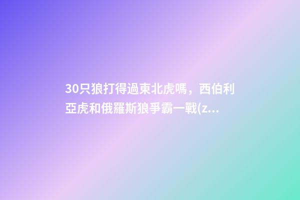 30只狼打得過東北虎嗎，西伯利亞虎和俄羅斯狼爭霸一戰(zhàn)各盡殺招-第1張-觀點(diǎn)-玄機(jī)派