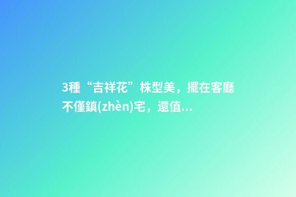 3種“吉祥花”株型美，擺在客廳不僅鎮(zhèn)宅，還值錢，寓意發(fā)財