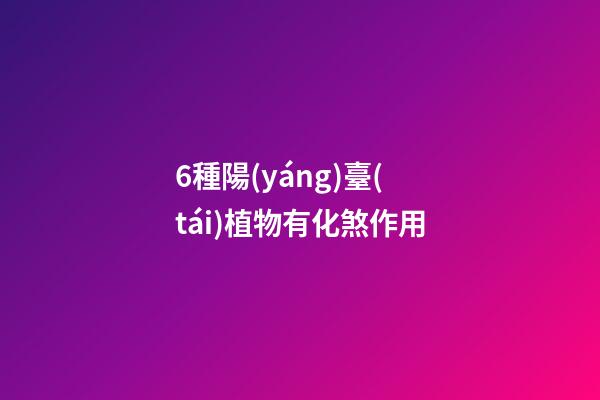 6種陽(yáng)臺(tái)植物有化煞作用