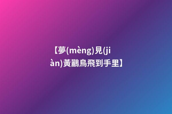【夢(mèng)見(jiàn)黃鸝鳥飛到手里】