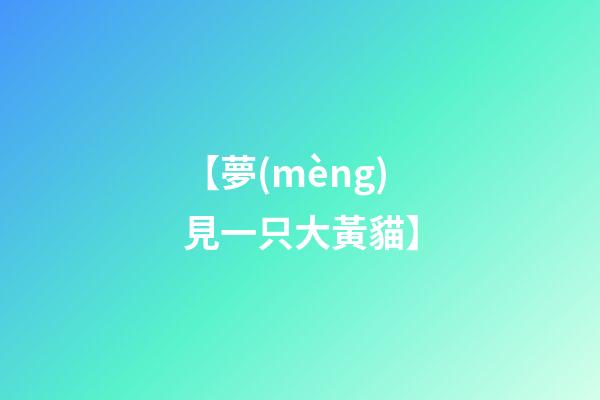 【夢(mèng)見一只大黃貓】