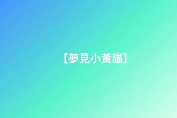 【夢見小黃貓】