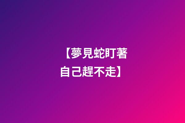 【夢見蛇盯著自己趕不走】