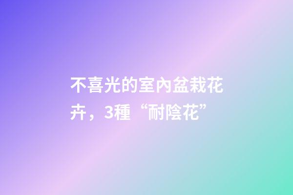 不喜光的室內盆栽花卉，3種“耐陰花”-第1張-觀點-玄機派