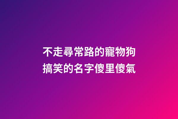 不走尋常路的寵物狗搞笑的名字傻里傻氣