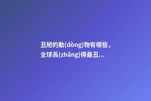 丑陋的動(dòng)物有哪些，全球長(zhǎng)得最丑的13種動(dòng)物-第1張-觀點(diǎn)-玄機(jī)派