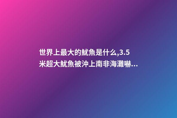 世界上最大的魷魚是什么,3.5米超大魷魚被沖上南非海灘嚇跑游客!深海-第1張-觀點-玄機派