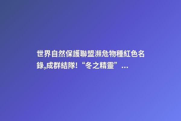世界自然保護聯盟瀕危物種紅色名錄,成群結隊!“冬之精靈”亮相邯鄲峰峰-第1張-觀點-玄機派