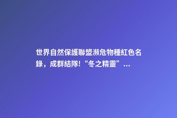 世界自然保護聯盟瀕危物種紅色名錄，成群結隊!“冬之精靈”亮相邯鄲峰峰-第1張-觀點-玄機派