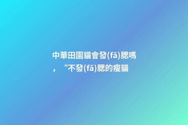 中華田園貓會發(fā)腮嗎，“不發(fā)腮的瘦貓-第1張-觀點-玄機派