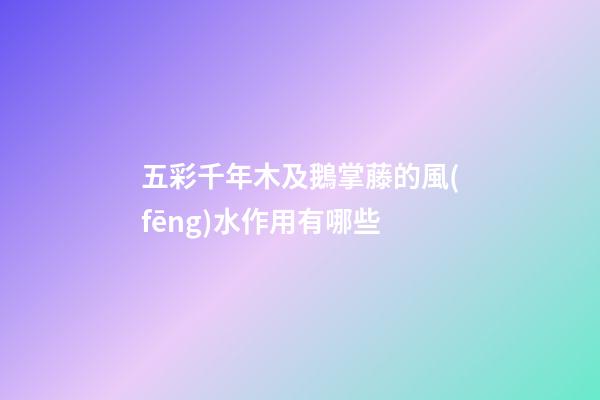 五彩千年木及鵝掌藤的風(fēng)水作用有哪些?