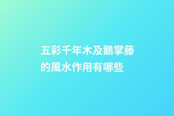 五彩千年木及鵝掌藤的風水作用有哪些?