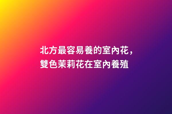 北方最容易養的室內花，雙色茉莉花在室內養殖-第1張-觀點-玄機派