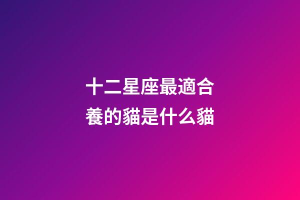 十二星座最適合養的貓是什么貓-第1張-星座運勢-玄機派