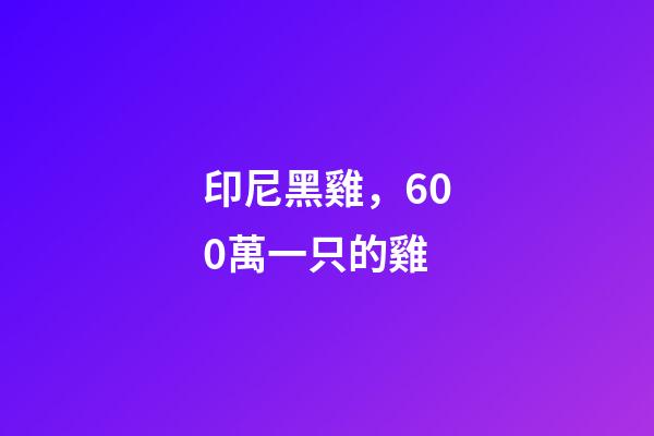 印尼黑雞，600萬一只的雞-第1張-觀點-玄機派