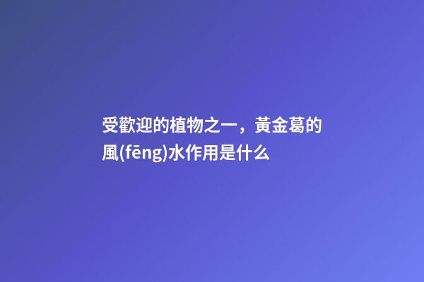 受歡迎的植物之一，黃金葛的風(fēng)水作用是什么