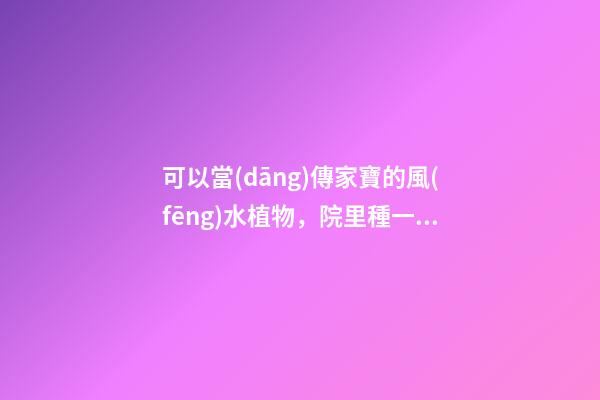 可以當(dāng)傳家寶的風(fēng)水植物，院里種一棵，開(kāi)花就是千萬(wàn)朵，紫氣東來(lái)