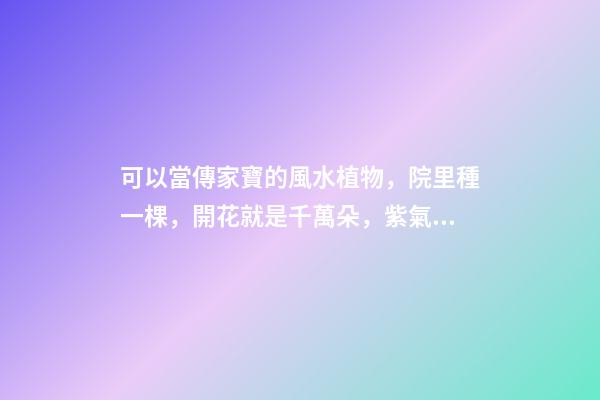 可以當傳家寶的風水植物，院里種一棵，開花就是千萬朵，紫氣東來
