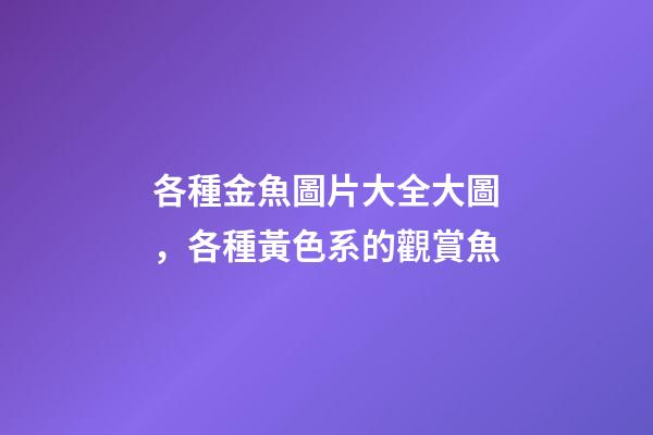 各種金魚圖片大全大圖，各種黃色系的觀賞魚-第1張-觀點-玄機派