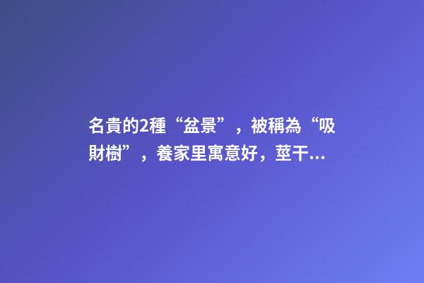 名貴的2種“盆景”，被稱為“吸財樹”，養家里寓意好，莖干好看