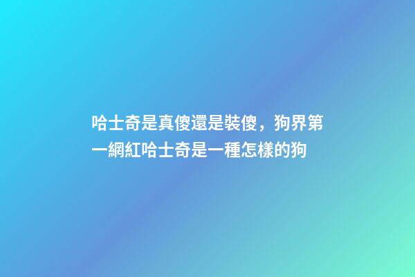 哈士奇是真傻還是裝傻，狗界第一網紅哈士奇是一種怎樣的狗-第1張-觀點-玄機派