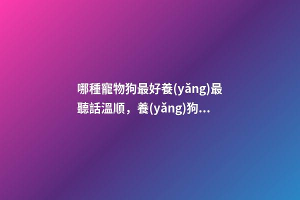 哪種寵物狗最好養(yǎng)最聽話溫順，養(yǎng)狗“首選”這8種狗