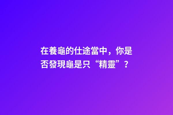 在養龜的仕途當中，你是否發現龜是只“精靈”？