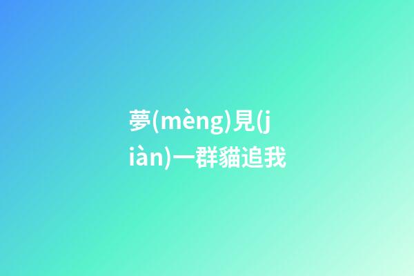 夢(mèng)見(jiàn)一群貓追我