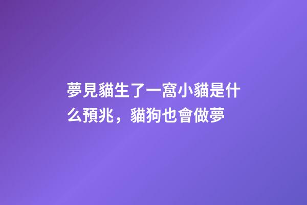 夢見貓生了一窩小貓是什么預兆，貓狗也會做夢-第1張-觀點-玄機派