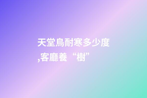 天堂鳥耐寒多少度,客廳養“樹”-第1張-觀點-玄機派