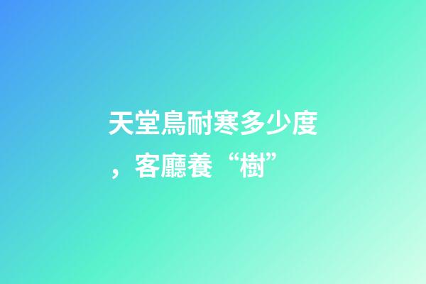 天堂鳥耐寒多少度，客廳養“樹”-第1張-觀點-玄機派