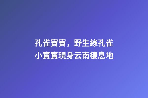 孔雀寶寶，野生綠孔雀小寶寶現身云南棲息地-第1張-觀點-玄機派