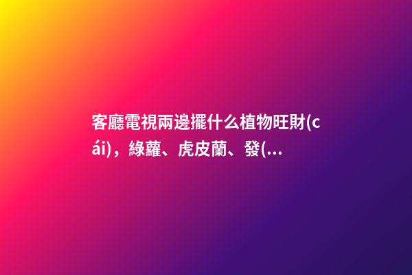 客廳電視兩邊擺什么植物旺財(cái)，綠蘿、虎皮蘭、發(fā)財(cái)樹