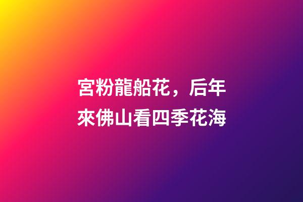 宮粉龍船花，后年來佛山看四季花海-第1張-觀點(diǎn)-玄機(jī)派
