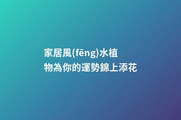 家居風(fēng)水植物為你的運勢錦上添花
