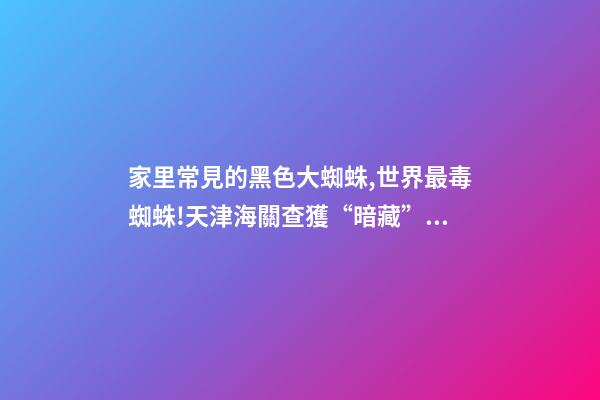家里常見的黑色大蜘蛛,世界最毒蜘蛛!天津海關查獲“暗藏”黑寡婦的貨物-第1張-觀點-玄機派