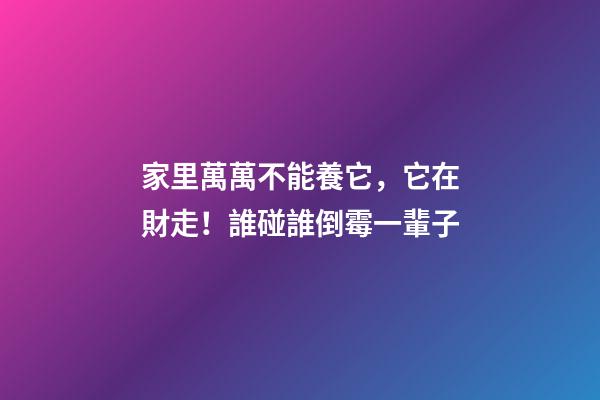 家里萬萬不能養它，它在財走！誰碰誰倒霉一輩子