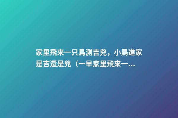 家里飛來一只鳥測吉兇，小鳥進家是吉還是兇（一早家里飛來一只鳥測吉兇）