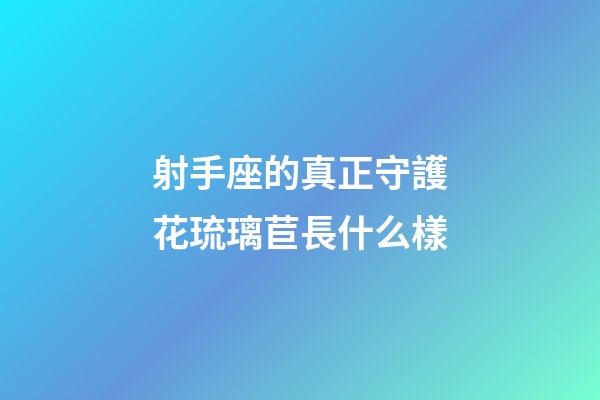 射手座的真正守護花琉璃苣長什么樣
