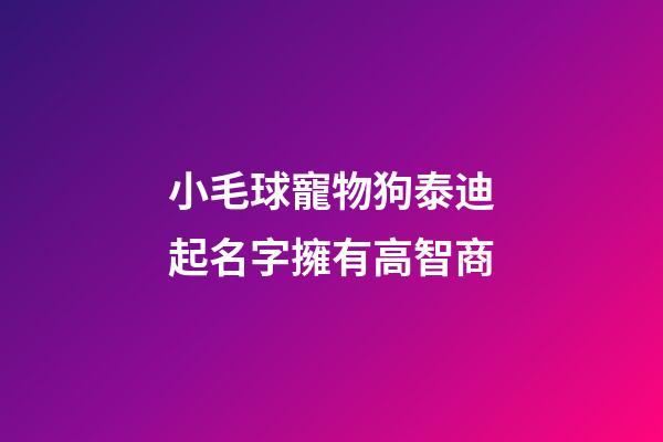 小毛球寵物狗泰迪起名字擁有高智商