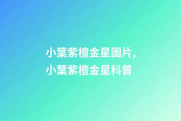 小葉紫檀金星圖片,小葉紫檀金星科普-第1張-觀點-玄機派