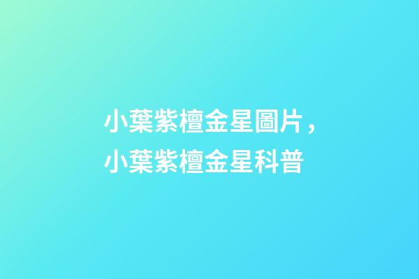 小葉紫檀金星圖片，小葉紫檀金星科普-第1張-觀點-玄機派