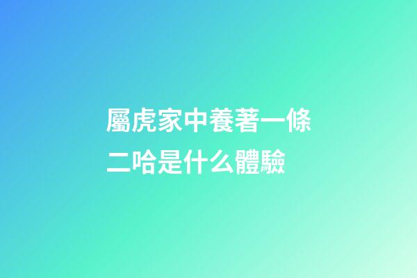 屬虎家中養著一條二哈是什么體驗