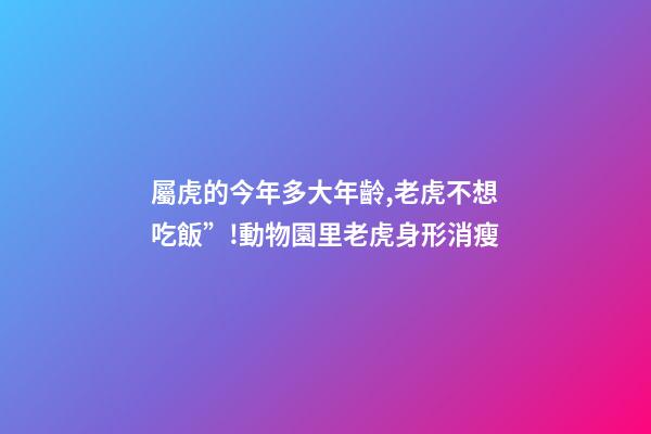 屬虎的今年多大年齡,老虎不想吃飯”!動物園里老虎身形消瘦-第1張-觀點-玄機派