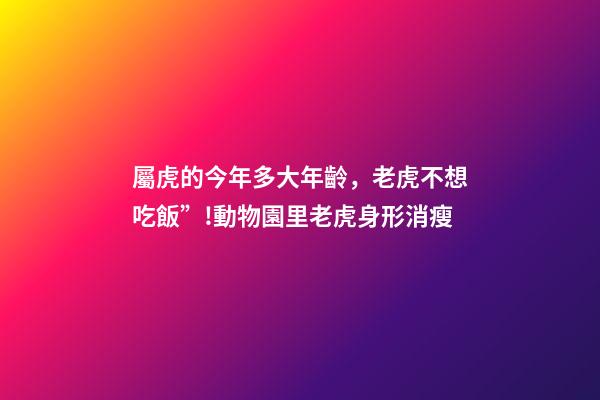 屬虎的今年多大年齡，老虎不想吃飯”!動物園里老虎身形消瘦-第1張-觀點-玄機派