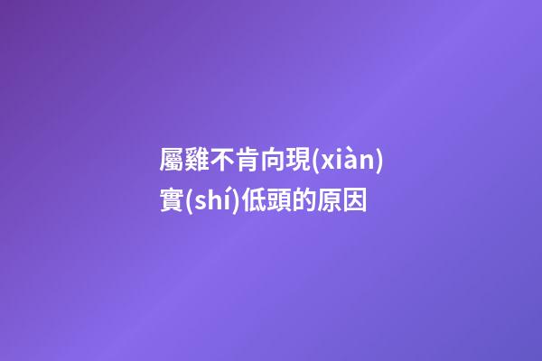 屬雞不肯向現(xiàn)實(shí)低頭的原因