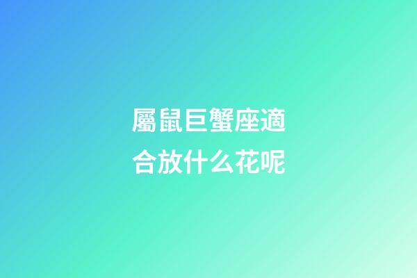 屬鼠巨蟹座適合放什么花呢