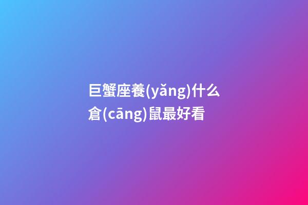 巨蟹座養(yǎng)什么倉(cāng)鼠最好看